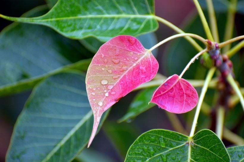 护眼绿色植物-菩提树的叶子高清图片大全