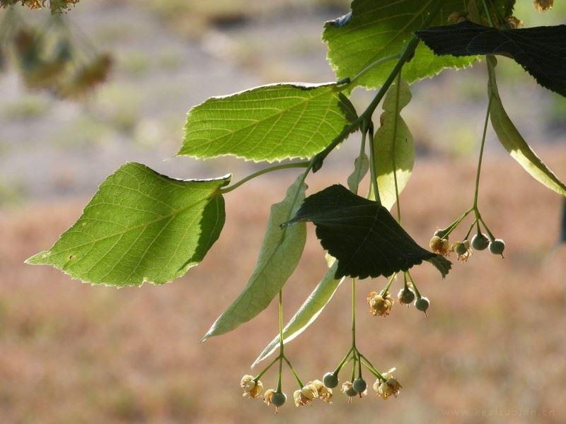 护眼绿色植物-菩提树的叶子高清图片大全