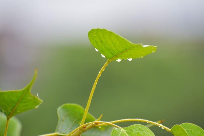 护眼绿色植物-菩提树的叶子高清图片大全