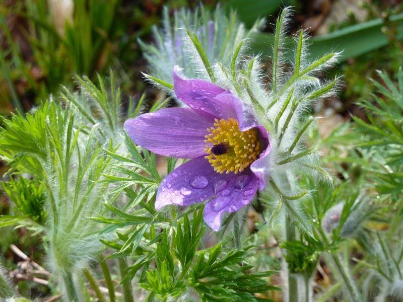 长满白色绒毛的紫色植物-白头翁花朵图片