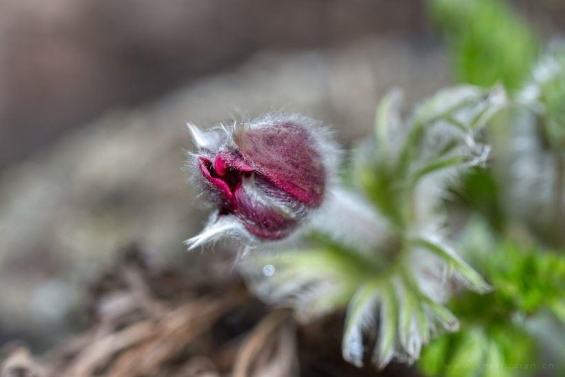 长满白色绒毛的紫色植物-白头翁花朵图片