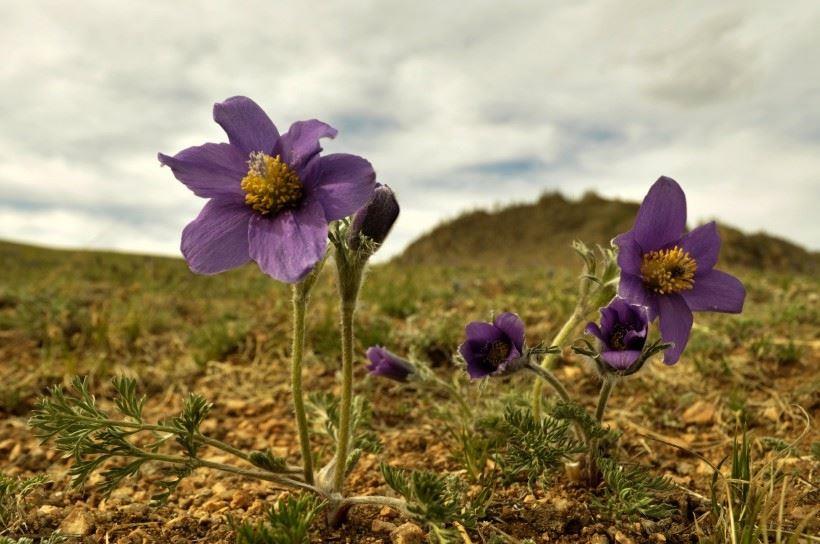 长满白色绒毛的紫色植物-白头翁花朵图片