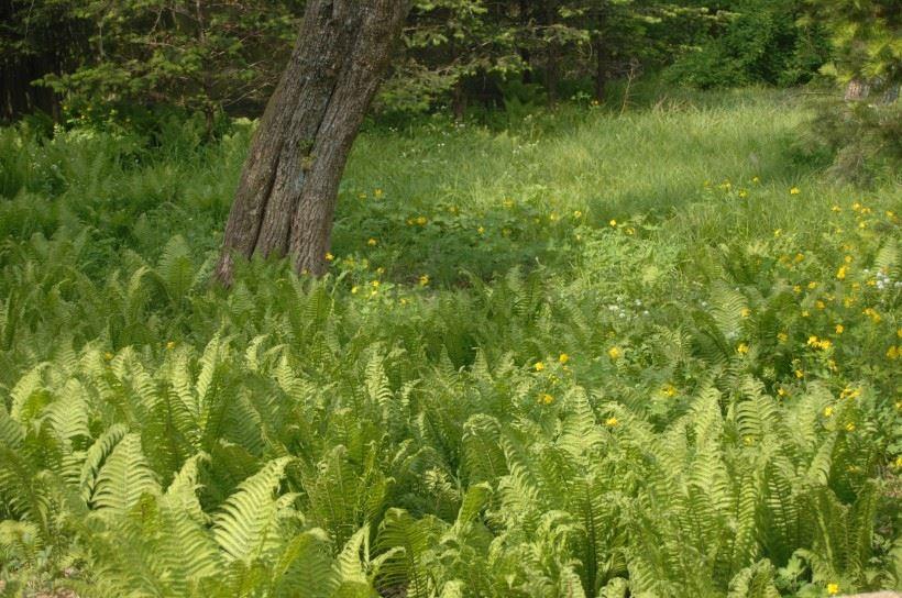 野生蕨类植物唯美风景图片