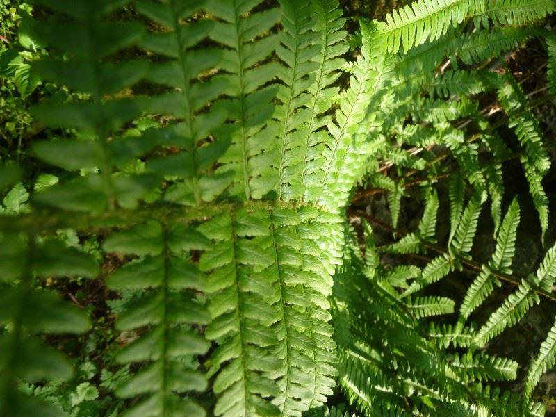 野生蕨类植物唯美风景图片