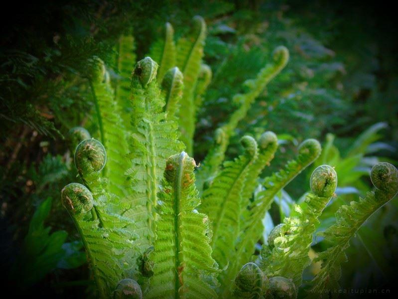 野生蕨类植物唯美风景图片