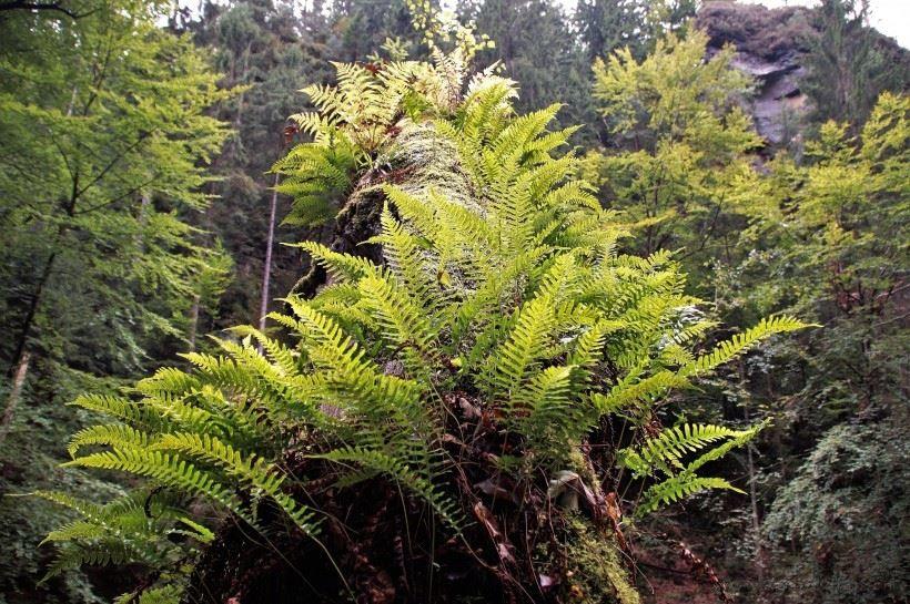 野生蕨类植物唯美风景图片