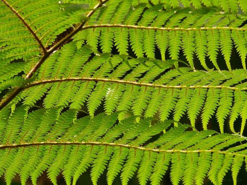 野生蕨类植物唯美风景图片