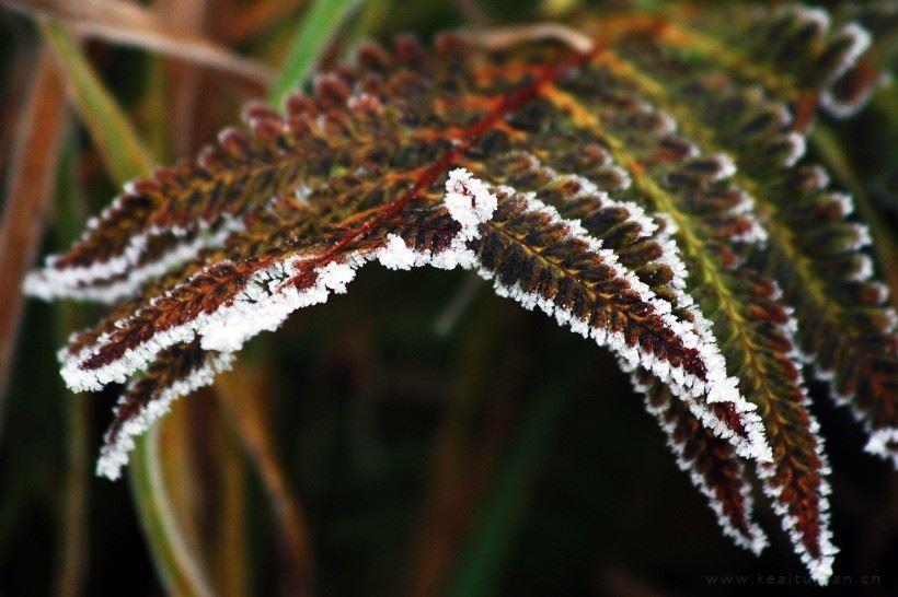 野生蕨类植物唯美风景图片