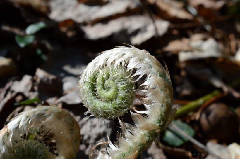 野生蕨类植物唯美风景图片