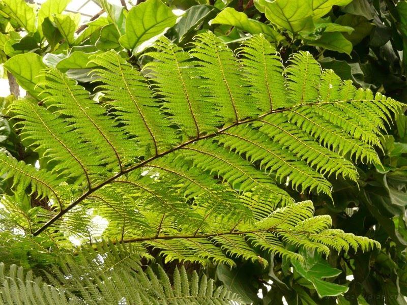 野生蕨类植物唯美风景图片