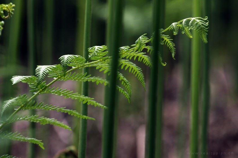 野生蕨类植物唯美风景图片