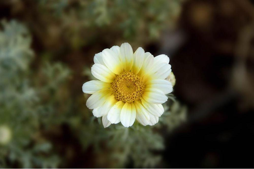 小清新花卉代表-小雏菊图片大全