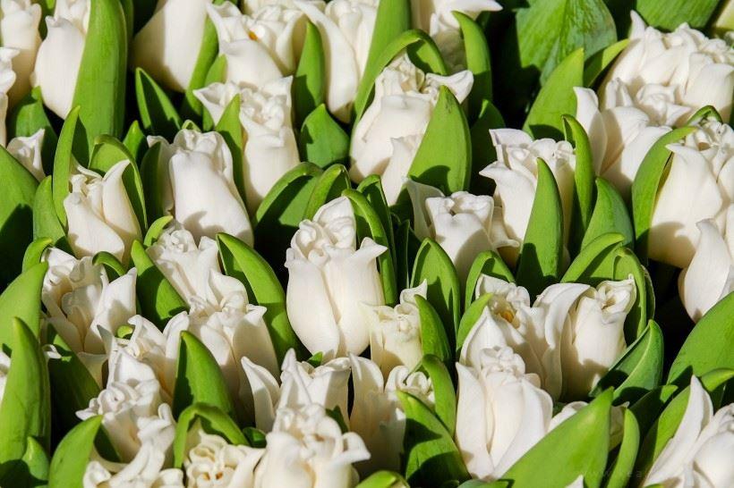 养眼好看的荷兰郁金香小清新风景壁纸唯美图片