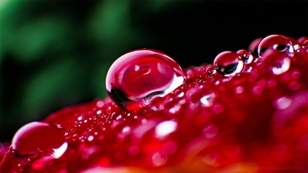 红色花瓣上的晶莹露珠微距摄影高清图片