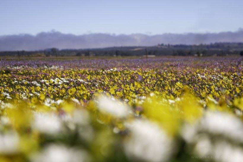 鲜花竞相开放的浪漫春天·自然花田风光唯美图片