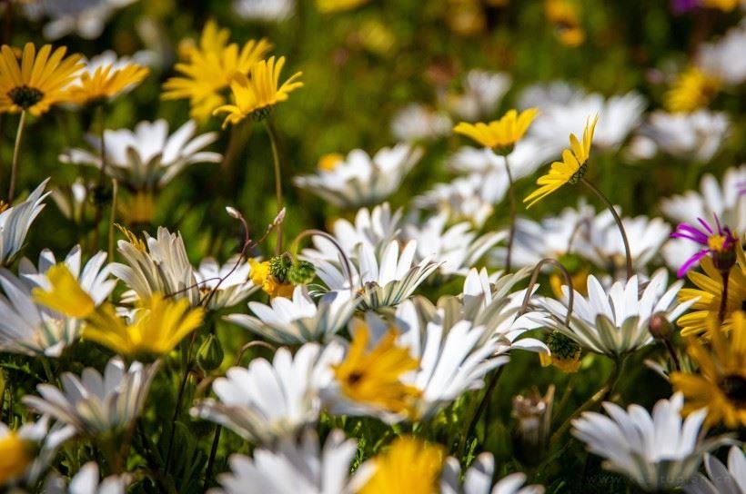 鲜花竞相开放的浪漫春天·自然花田风光唯美图片