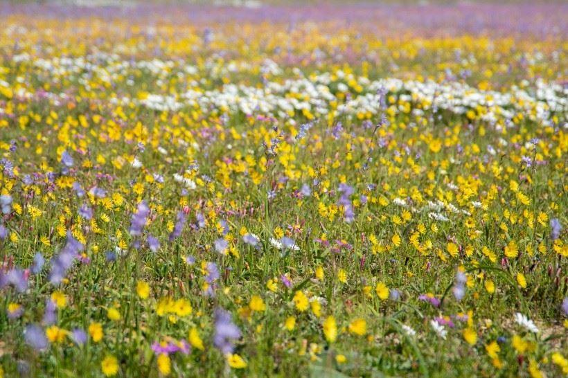 鲜花竞相开放的浪漫春天·自然花田风光唯美图片
