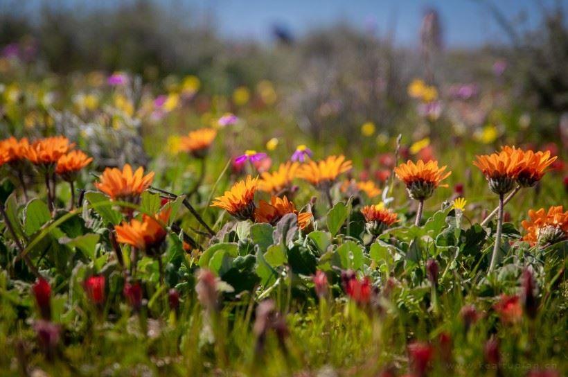 鲜花竞相开放的浪漫春天·自然花田风光唯美图片