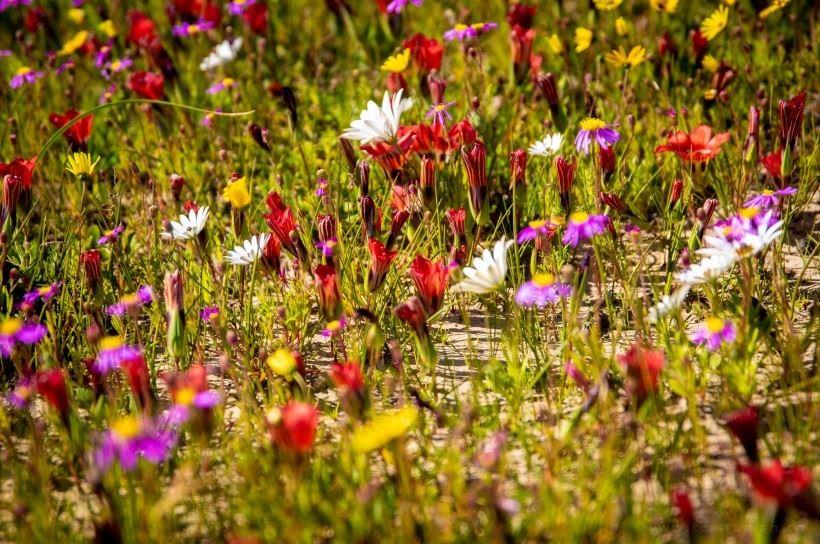 鲜花竞相开放的浪漫春天·自然花田风光唯美图片