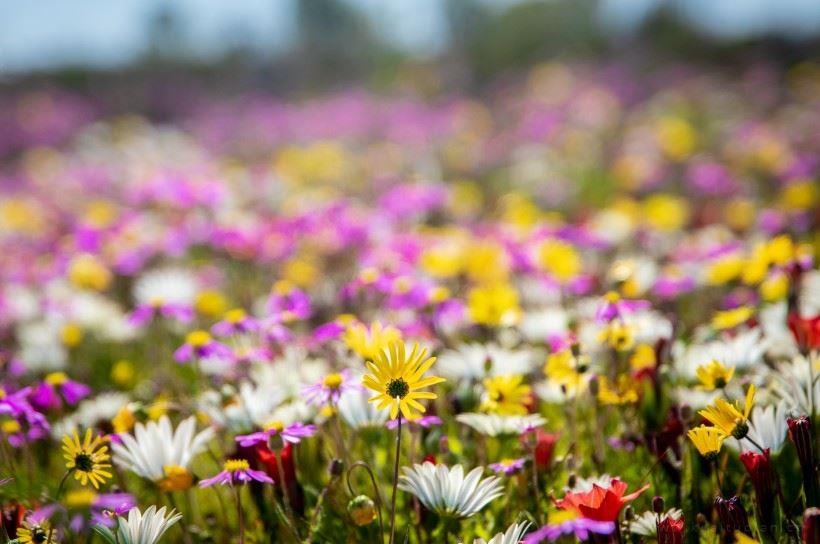 鲜花竞相开放的浪漫春天·自然花田风光唯美图片