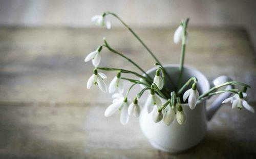 好看书香环境淡雅小花大全图片