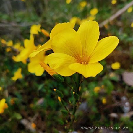 2021清新唯美简约花朵微信高清头像图片