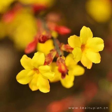 2021清新唯美简约花朵微信高清头像图片