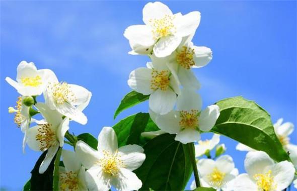 精选花落唯美青春阳光高清壁纸图片