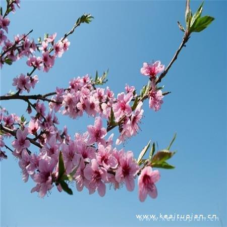 招姻缘的桃花朵朵盛开唯美图片