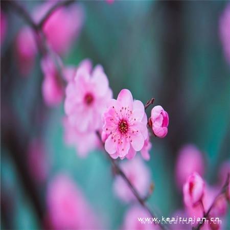 招姻缘的桃花朵朵盛开唯美图片