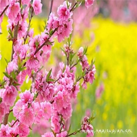 招姻缘的桃花朵朵盛开唯美图片