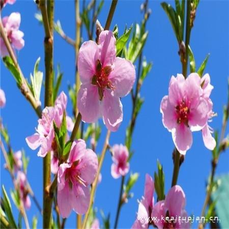 招姻缘的桃花朵朵盛开唯美图片