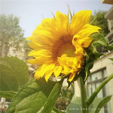 跟随太阳转动的花卉-向日葵唯美图片