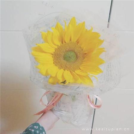 跟随太阳转动的花卉-向日葵唯美图片