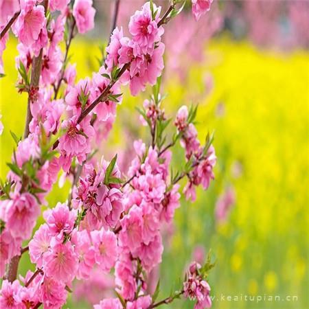 2021最新唯美桃花盛开图片大全