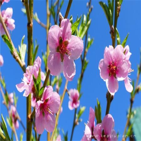 2021最新唯美桃花盛开图片大全