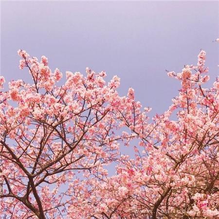 适合春天发朋友圈的浪漫清新图片