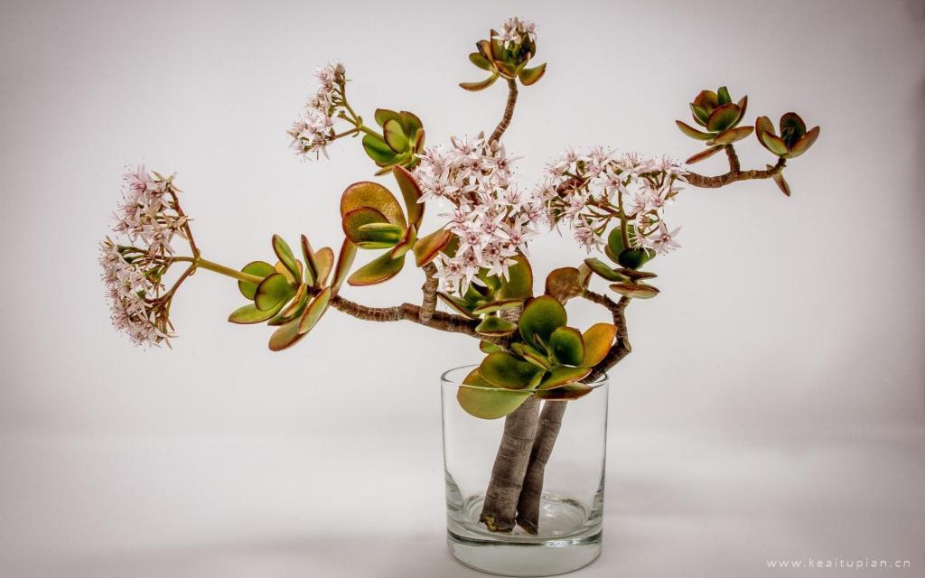 花瓶中的精美花束唯美养眼桌面壁纸图片