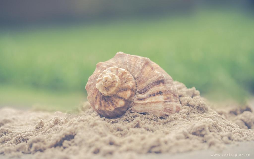 静物唯美小清新风景高清壁纸图片