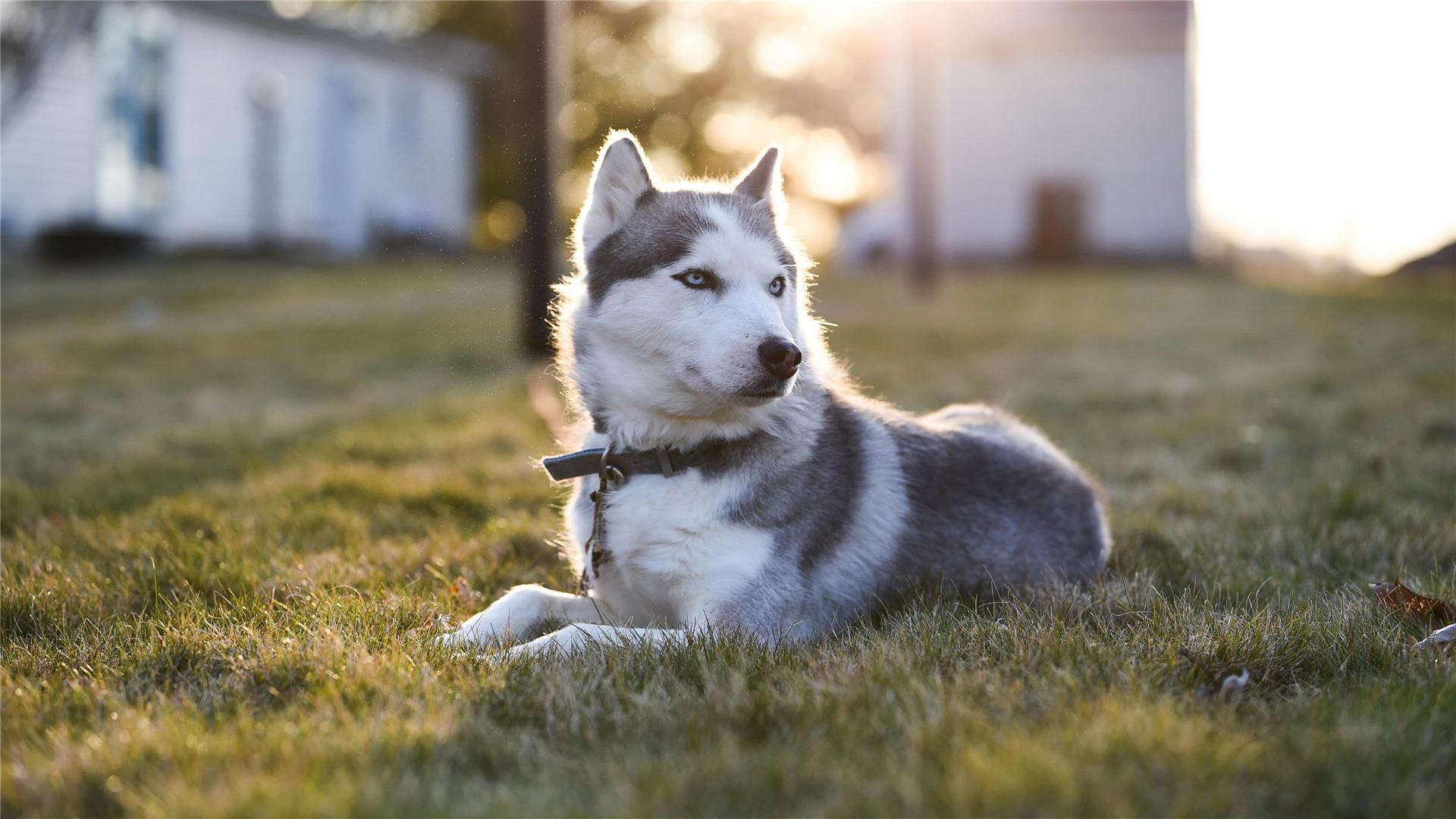 唯美可爱的哈士奇犬高清图片桌面壁纸