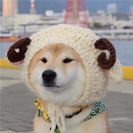 超搞笑萌宠朋友圈背景大全 热情有限别错过时间图片