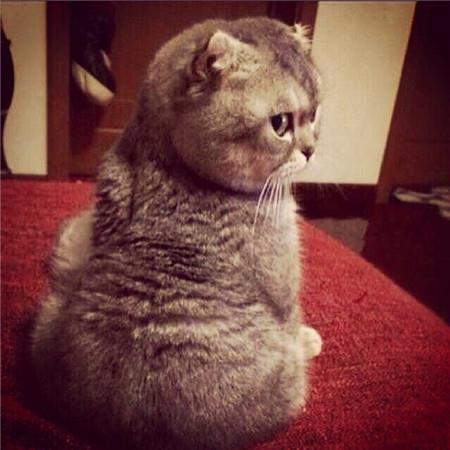 超搞笑萌宠朋友圈背景大全 热情有限别错过时间图片