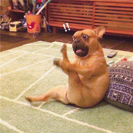 超搞笑萌宠朋友圈背景大全 热情有限别错过时间图片