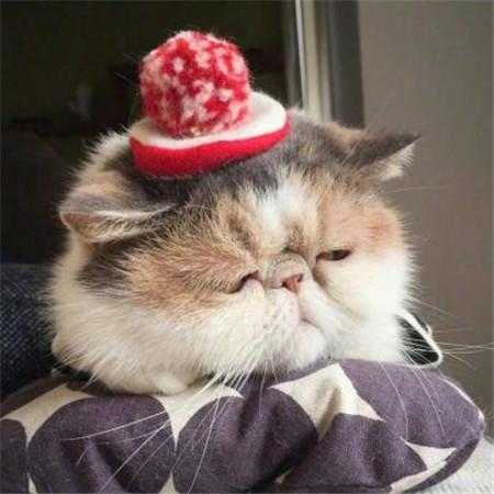 超搞笑萌宠朋友圈背景大全 热情有限别错过时间图片