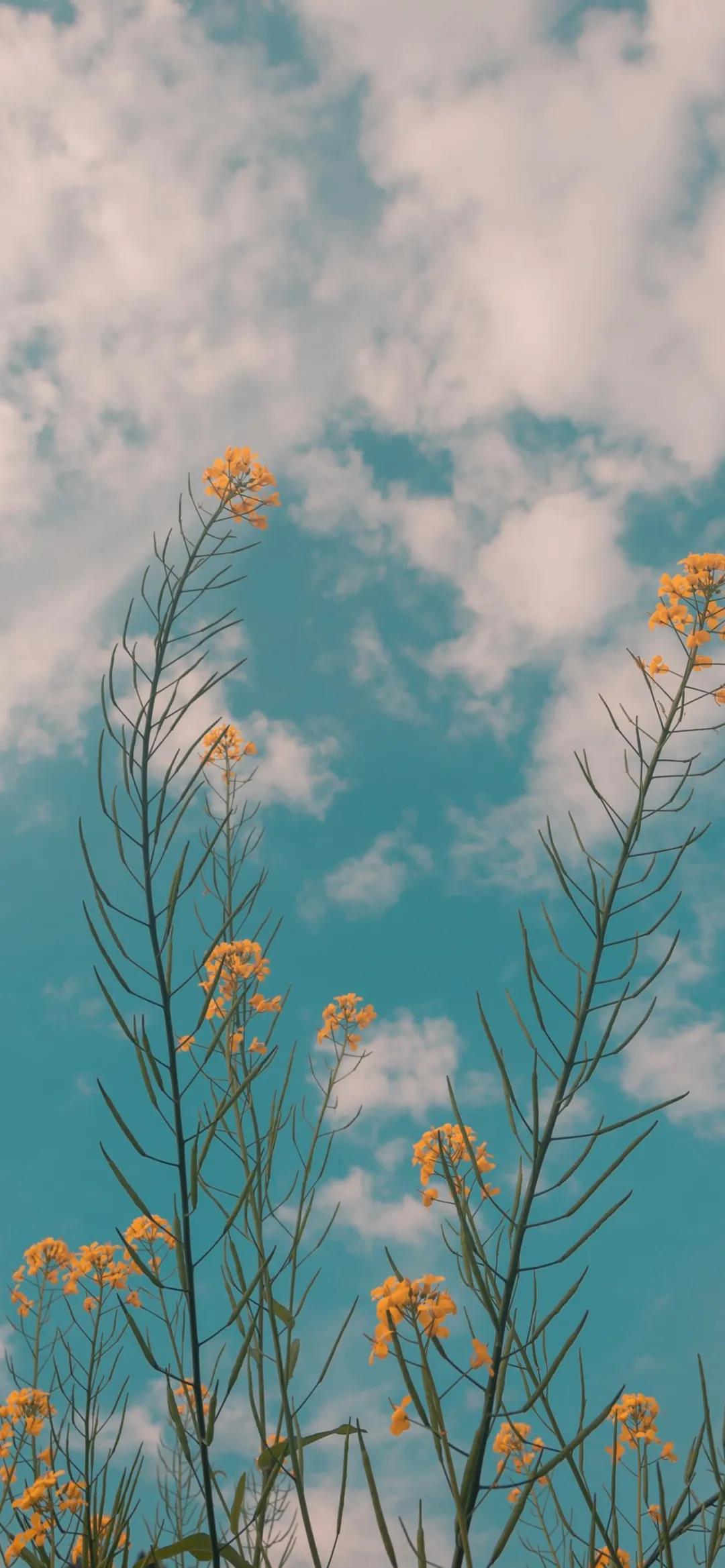 盛开的花朵唯美高清手机壁纸图片