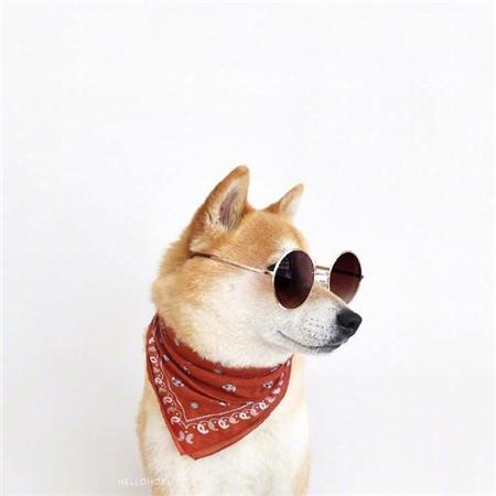 可爱的小柴犬呆萌表情高清图片大全