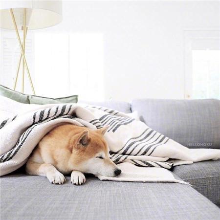 可爱的小柴犬呆萌表情高清图片大全