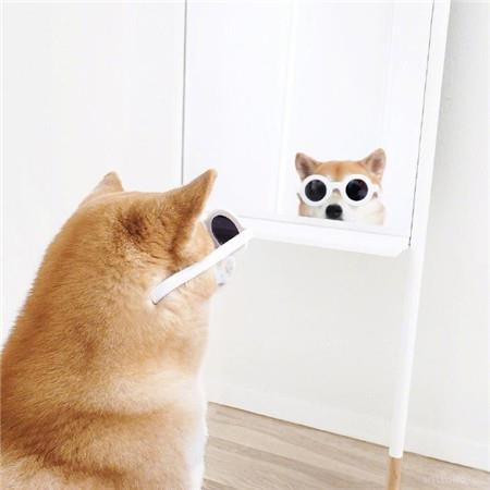 可爱的小柴犬呆萌表情高清图片大全