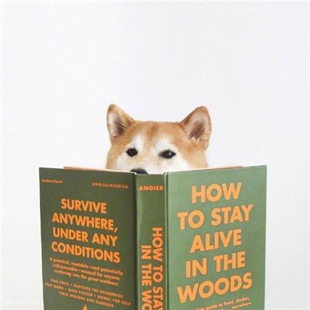 可爱的小柴犬呆萌表情高清图片大全