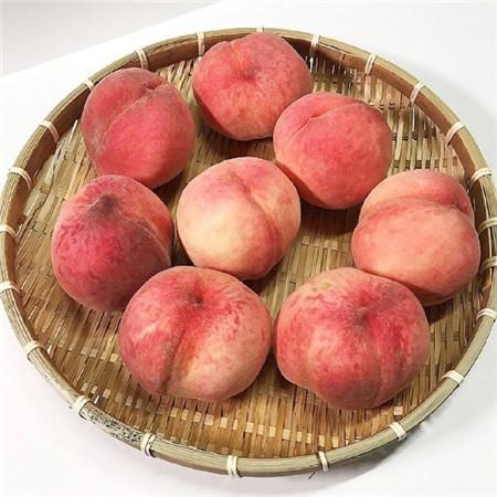 可爱粉色水嫩桃子空间背景素材 夏日的遗憾会被秋风温柔化解图片